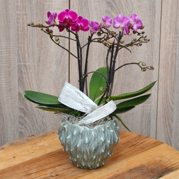 Orchidee mit 4 Rispen mit Topf Bild 1